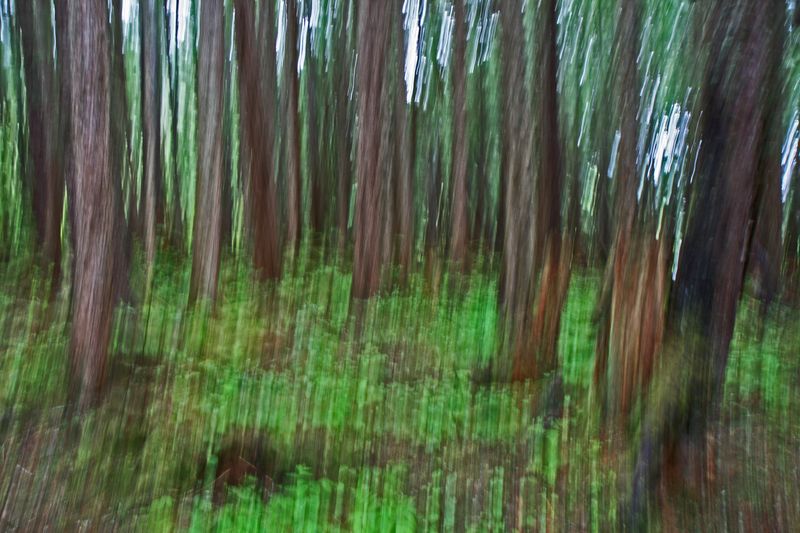 <br>Bob Skelton<br>CAPA 2024 Artistic<br>Enchanted Forest