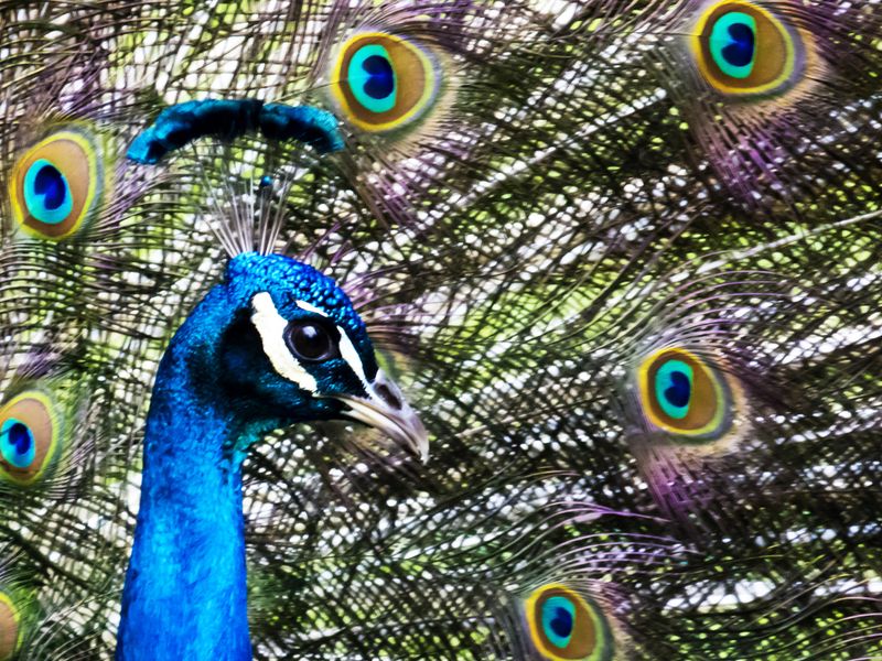 Nancy Oliver2024 CAPA ColourAlert Peacock 18.5 pts