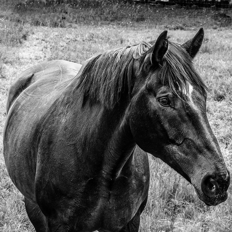 Ed TajeFarm AnimalsField Trip-May-1-14,2024On his Own