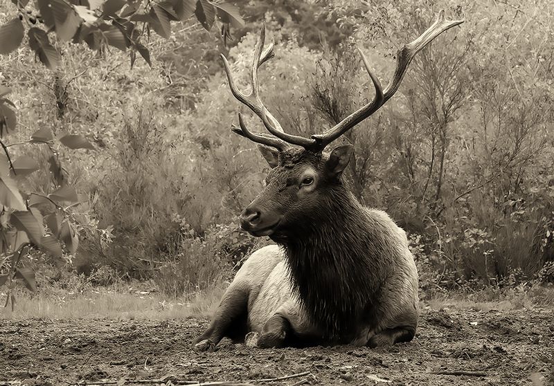 Martha Aguero2024 Pacific ChallengeVancouver Island Roosevelt Elk22.5 points