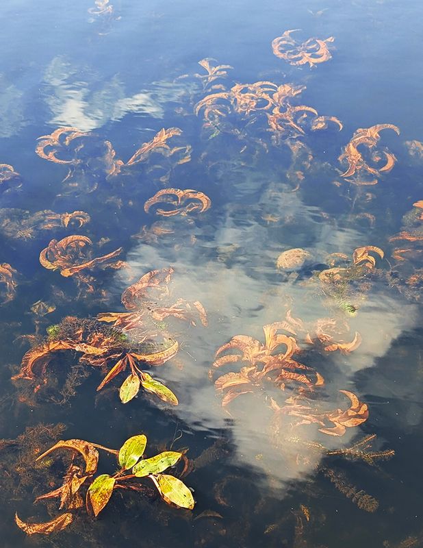 Zosia MillerCAPA 2024 Nature-WildlifeReflection on Pondweed