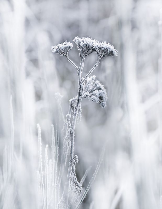 Valerie PayneCAPA 2024 Nature-WildlifeThrough Frozen Blades