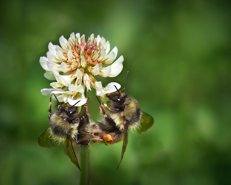 * CAPA Fall Nature and Wildlife: Multiple Galleries