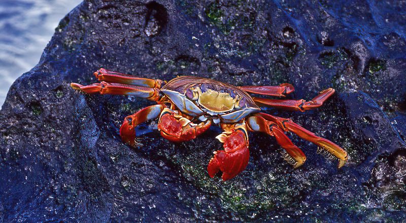Bob SkeltonCAPA 2024 Nature-WildlifeSally Lightfoot's Algae Snack