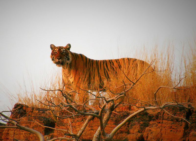 Bob SkeltonCAPA 2024 Nature-WildlifeScanning for Dinner 19 points