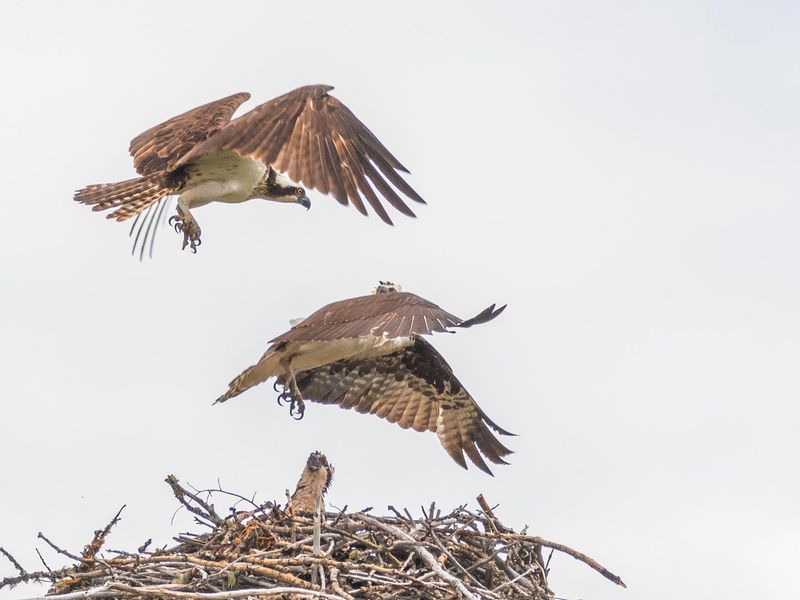 Jan HeerwagenCAPA 2024 Nature-WildlifeYiiikkes