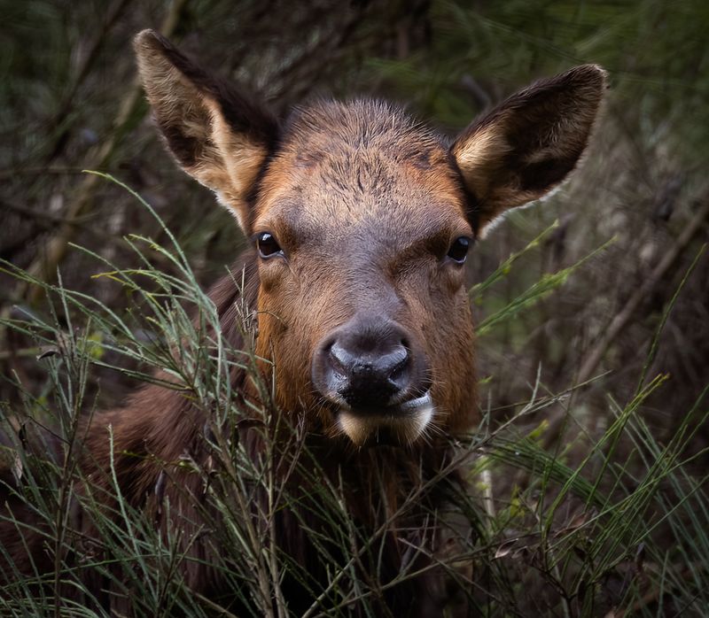 Racine ErlandCAPA 2024 Nature-WildlifeBrowsing in the Bush