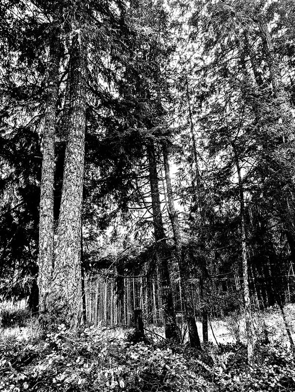 Zosia MillerCAPA 2024 Black and WhiteOur-Thinning-Forests