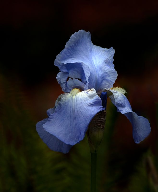 Racine Erland2025 North Shore Photographic Challenge Gentle Beauty