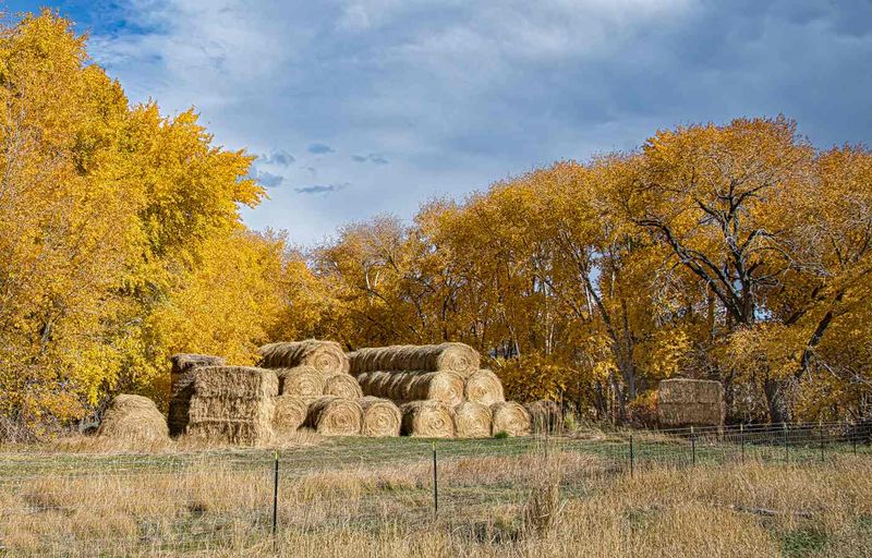 Jan Heerwagen2025 CAPA ColourWillows & Bales