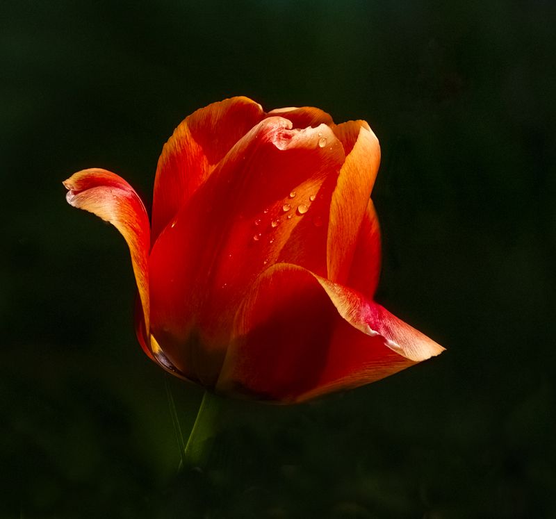 Racine Erland2025 CAPA ColourNatures Perfect Artwork