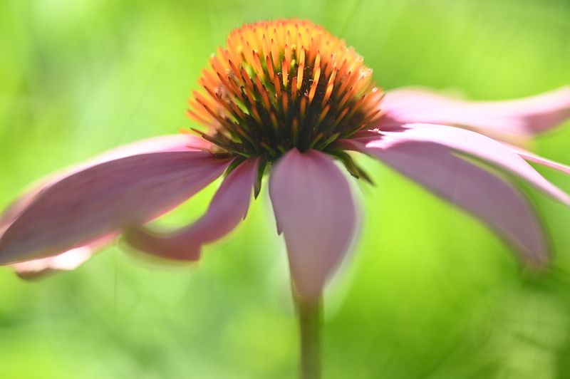 Pam Dobbs2025 CAPA ColourPainted Echinacea18 pts