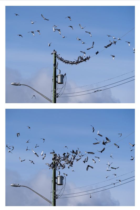 Valerie PayneMarshes, Lagoons & GardensMarch 16-31, 2025Before and After