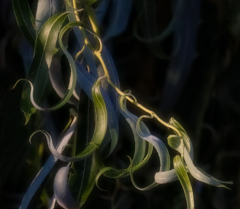 * CAPA Theme Competition: Multiple Galleries