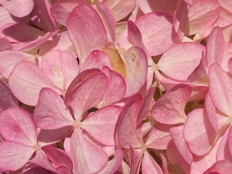 Trish Rankin2025 CAPA Curves & LinesHydrangea Clusters