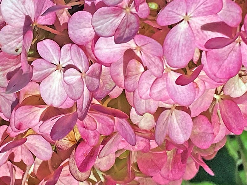 Trish Rankin2025 CAPA Curves & LinesPanicle Hydrangea