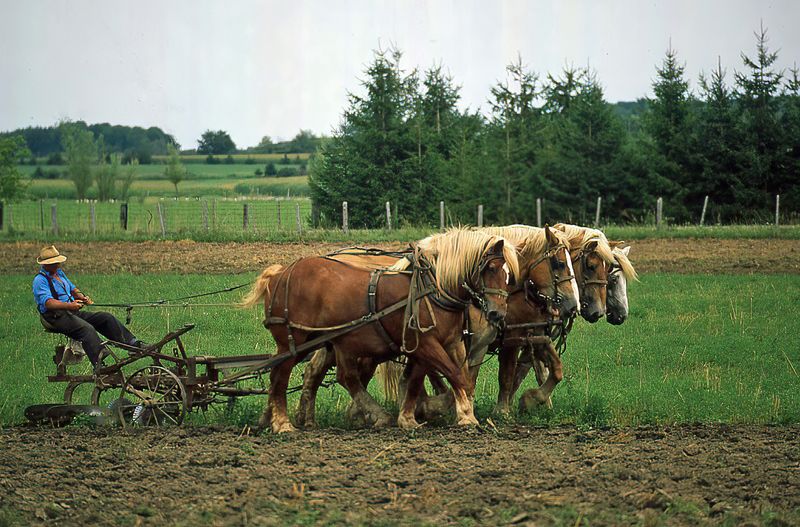 Bob Skelton2025 CAPA Canada My CountryAmish Farming21.0 pts