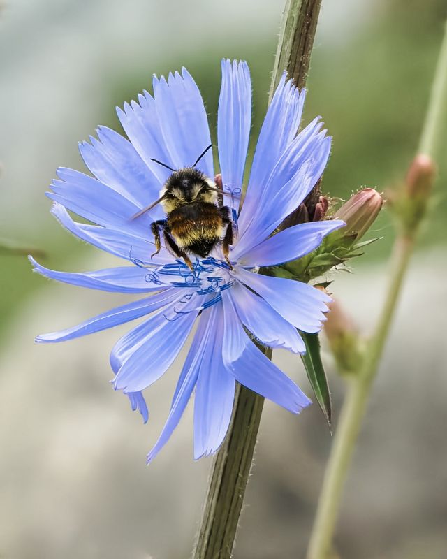 Marilyn JeffriesJune 2025Chicory and Company