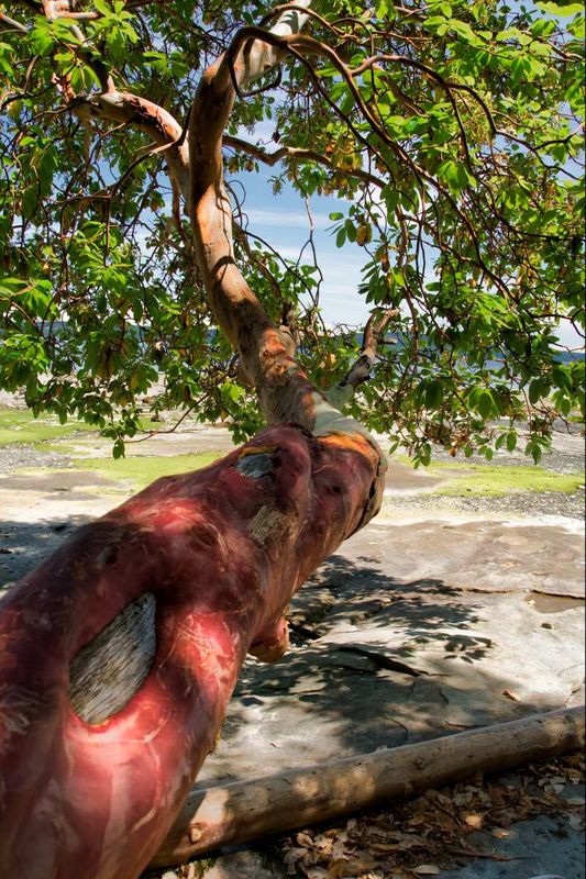 Marilyn JeffriesJune 2025Beautiful Arbutus Growing Horizontally