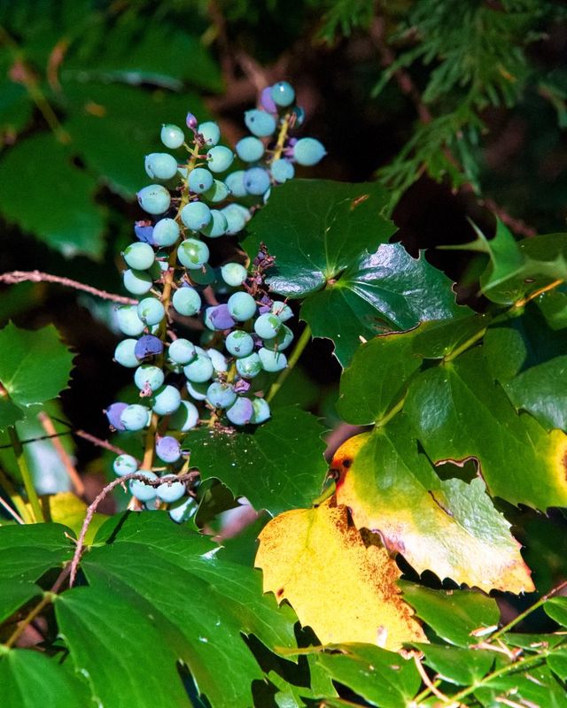 Marilyn JeffriesForest/TreesField Trip - July 1-16, 2025Oregon Grapes Ripening in the Forest