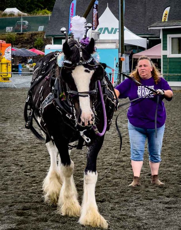 Claus MadsenSigns of Fall - Harvest - FarmingSeptember 1-30, 2025 Exercising The Horse - 2
