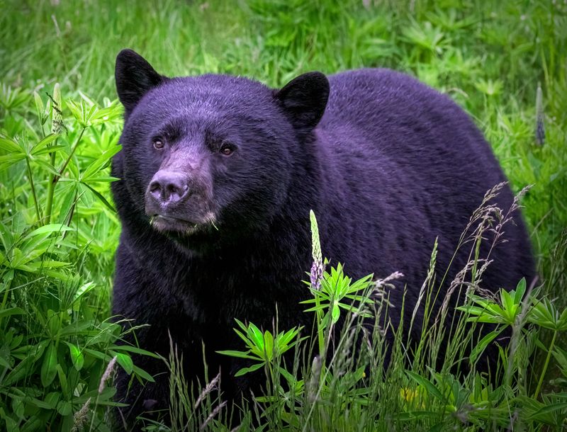 * CAPA Fall Nature and Wildlife: Multiple Galleries