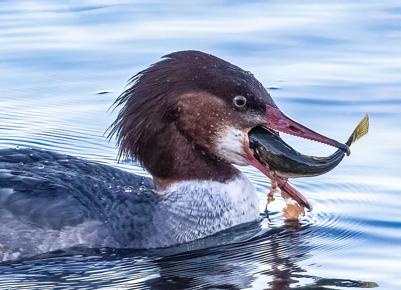 Carl ErlandCAPA 2025 Nature-WildlifeDown the Hatch