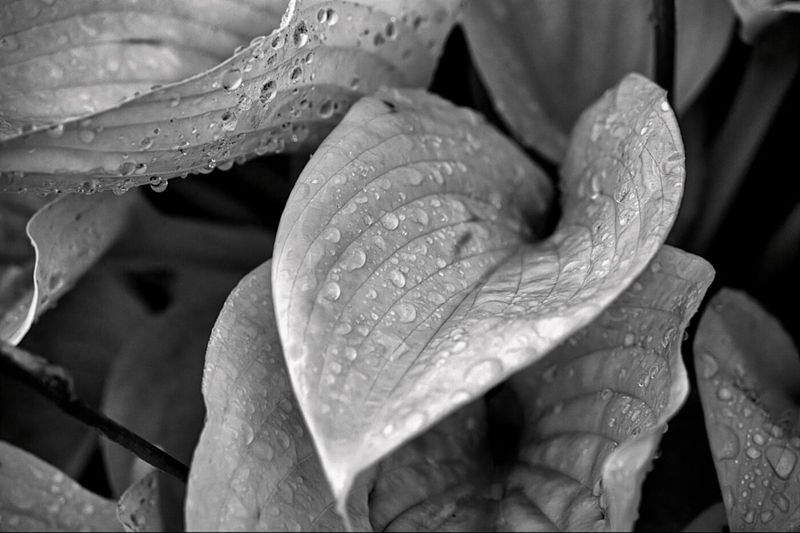 Marilyn JeffriesCAPA 2025 Fall MonochromeHosta After the Rain