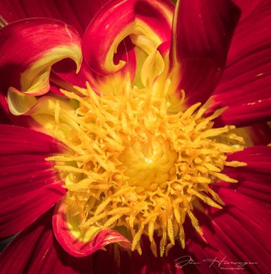 <br>Jan Heerwagen<br>October 2022<br>Dahlia Detail