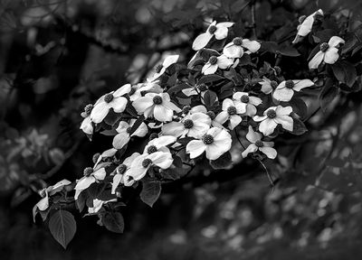 g13/54/364954/3/173121743.3887d9af.JPEG