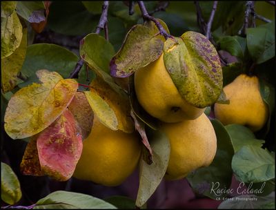 <br>Racine Erland<br>November 2022<br>Yellow Pears