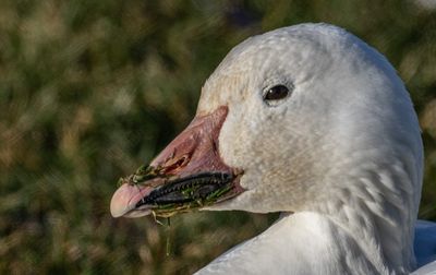 <br>Carl Erland<br>December 2022<br>Snow Goose Ready for a Nap