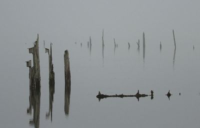 <br>Willie Harvie<br>December 2022<br>Cowichan Estuary & Fog