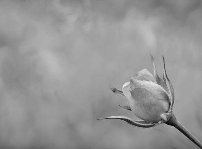 g13/54/364954/3/173455999.a57d7512.JPEG