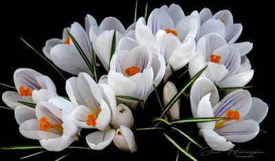 Dinter Nursery - March 12 - 25, 2023