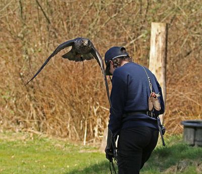 <br>Willie Harvie<br>March 2023<br>Peregrine Falcon 