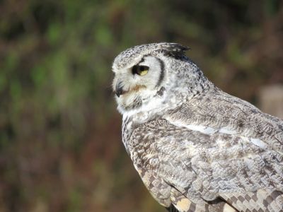 <br>Marilyn Jeffries<br>Pacific Northwest Raptors<br>Concentration<br>