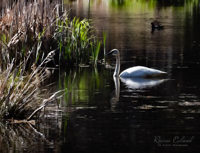 <br>Racine Erland<br>April 2023<br>Along the Enos Lake Trail