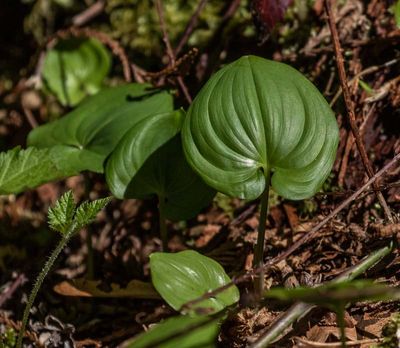 <br>Carl Erland<br>Cowichan lake springFlower Loop<br>May 2023<br>Deer Cabage