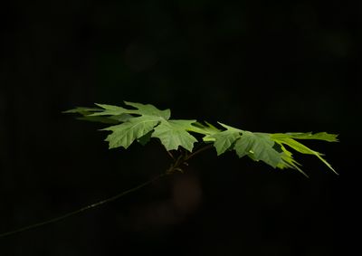 g13/54/364954/3/173652567.2ab73045.JPEG