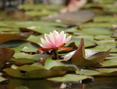 <br>Willie Harvie<br>May 2023<br>Water Lily