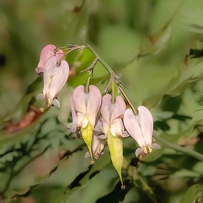 <br>Martha Aguero <br>May 2023<br>Dicentra canadensis (squirrel-corn)