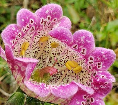 <br>Jan Heerwagen<br>Government House<br>May 2023<br>Unusal Foxglove