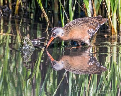 <br>Jan Heerwagen<br>May 2023<br>Virginia Rail