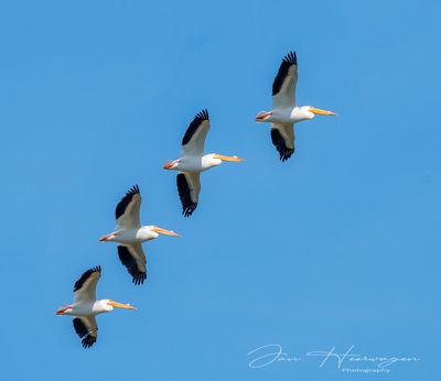 <br>Jan Heerwagen<br>June 2023<br>White Pelicans in Formation