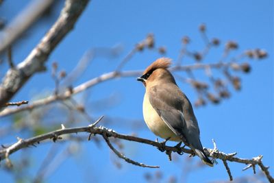 <br>Marilyn Jeffries<br>June 2023<br>Cedar Waxwing<br>