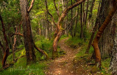 <br>Martha Aguero <br>June 2023<br> Inviting trail