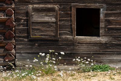 Arbutus Meadows Farm, Parksville - July 29, 2023