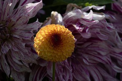 <br>Carl Erland<br>Summer Challenge:August #1 Unaltered Image<br>Flower Colour