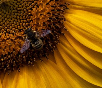 <br>Carl Erland<br>August 2023<br>Sunflower Pollinater